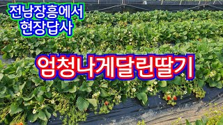 46)그린톡톡으로 엄청나게 달린 딸기밭 현장방문