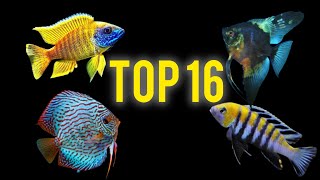 The 16 Best Freshwater Species #exoticfishes #bestdishes #fish #freshwaterfish #fishtank #aqurium...