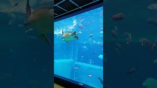 ウミガメちゃんもハッスル！水中ショーファイナル！  #箱根園水族館