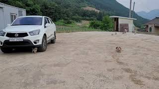 정선강아지. 꼬랑지 휘드르며. ㅎ. 꼬물이들. puppies 🐶. 보름만 더 있으면 강아지분양합니다.