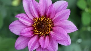 Dahlia - Temptation Lavender