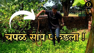 पहा कसा पकडला सर्वात चपळ साप ⚡|| Fastest Snake In Maharashtra ||