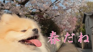 モチと春のお散歩【ポメラニアン犬】