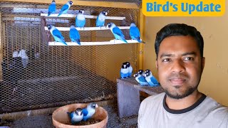 Lovebirds Colony Update | Colony Breeding Setup For Afrecan Love Bird | How To Make A Birds Stand