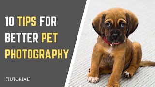 10 PET PHOTOGRAPHY TIPS | How to Take GOOD Photos of Your Pets!