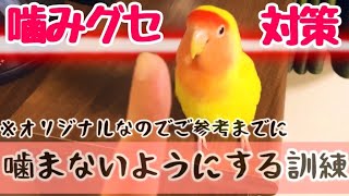 【噛み癖対策】コザクラインコで指を怖がるのを直すオリジナルお遊び訓練法