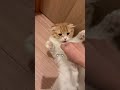 猫にこちょこちょパーしてみた✋