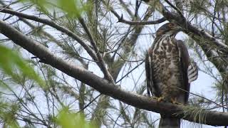 20220521 體育公園鳳頭蒼鷹 – 木麻黃上的母鳳頭