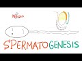 Spermatogenesis - Reproductive System - Biology - MCAT