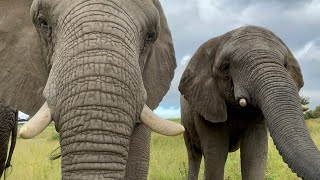 Young Elephant, Klaserie Turns 15, with Mother, Setombe by Her Side ✨💕