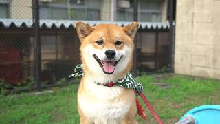 嵐山の柴犬ジェームス！嵐山をお散歩～Shiba inu james by kyoto～