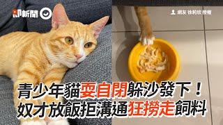 叛逆貓耍自閉躲沙發下　狂撈走飼料碗拒現身｜寵物｜吃飯｜青少年｜精選影片