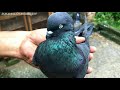 high flying giribaz u0026 madrasi pigeon lover debnath chatterjee bulu da loft visit