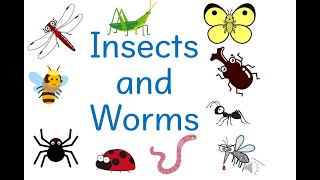 【Let's study_8】Insects and Worms（昆虫などの言い方）