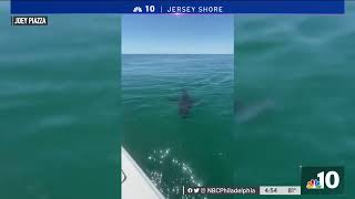 4 Fishermen Spot Great White Shark Off the Coast of Sea Isle City, NJ