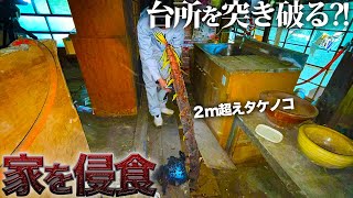 I broke the floor of my grandmother's house and bamboo shoots grew.【Day 82】