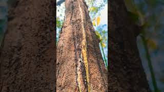 Rubber Tree Pink Disease:rubber tree pink disease |റബ്ബർ ചീക്ക് പ്രശ്‌നം #keralaagriculture #കൃഷി