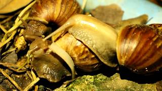 What is snail eating ? តើខ្យងកំពុងញាំអ្វិ​ ?