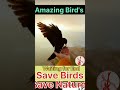 Amazing facts of Birds #shorts #viral #ytshorts #shortsfeed