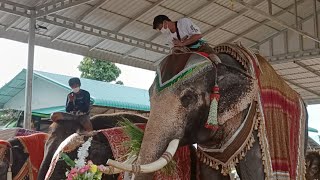 พ่อมาหาร่วมทำบุญใส่บาตรวันเกิดหนูดาว