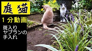 【庭猫】１分動画・斑入りヤブランの手入れ