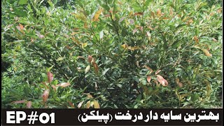 What are the best shade trees | بہترین سایہ دار درخت کون سے ہیں | #shadeplants