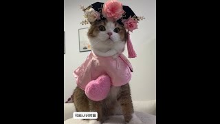 #记录猫咪日常 #我镜头下的小猫 #猫猫就是小宝宝啊