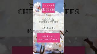 【今日の誕生花】3月28日 ソメイヨシノ