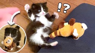 【保護猫】ぬいぐるみに狩りのやり方を教える子猫が可愛すぎるw