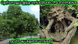 உயிர் ஆபத்து உள்ள ஆபத்தான மரங்கள் | The Most Dangerous Trees In The World