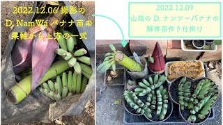 2022.12.09 山畑の D. ナンワーバナナの解体苗作り仕掛け