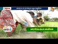 యాసంగి వరిలో కాండం తొలుచు పురుగుల నివారణ stem borer in paddy matti manishi 10tv