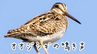 オオジシギの鳴き声