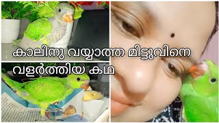 കാലിനു വയ്യാത്ത തത്തമ്മയുടെ കാല് സുഖമാക്കിയെടുത്തത് എങ്ങനെ?/#Parrot ❤❤❤❤❤