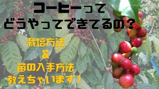 【栽培】コーヒーの木の栽培方法＆入手方法を教えます！