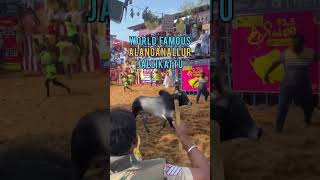 ⚡️Alanganallur jallikattu |visit pannirundha comment la sollunga 💥#jallikattu #pongal #profispace