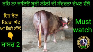 Watch the Beauty of Buffaloes, ਦੇਖੋ ਨੀਲੀ ਬੂਰੀ ਦੀ ਸੁੰਦਰਤਾ