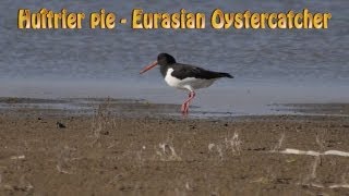 Huîtrier pie - Eurasian Oystercatcher