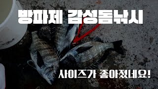 근포방파제 감성돔 낚시 핵심 공략방법 이 영상 하나로 대신합니다