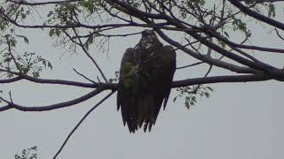 G0131　大分川　同じ木にトンビとミサゴ　Oita River　Black kite and osprey on the same tree