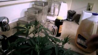 Using molasses in my marijuana grow