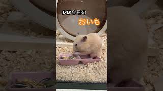 ご飯よこせと必死のおいも！疲れて寝てたらおいものバタバタする音で起きてご飯あげたら満足してかえってった#ハムスター #ハムスター日記 #キンクマ #キンクマハムスター #キンクマショート動画