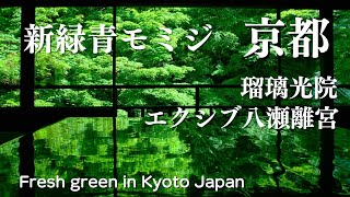 【京都新緑】モミジの名所 瑠璃光院の青モミジ/エクシブ京都八瀬離宮の新緑 字幕解説 京都観光 Fresh green in Kyoto Japan 京都旅行 写真撮影