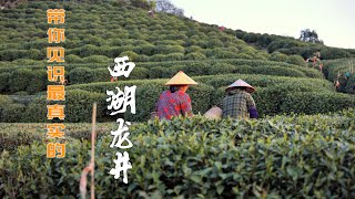 关于现今中国浙江西湖龙井茶生产的探秘/来到杭州旅游，西湖美景每个人都能看到，但地道的西湖龙井茶制作过程没几个人见过。