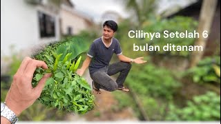 Apa Dah Jadi dengan Tanaman Cili Tepi Rumah?