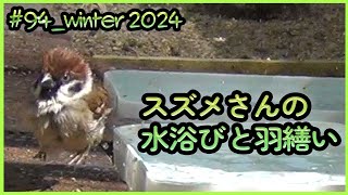 #94「スズメさんの水浴びと羽繕い」（Sparrow bathing and preening.）winter 2024