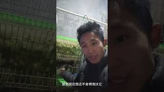 很多朋友问母兔能繁殖几年，这个视频告诉你#肉兔养殖 #兔子 #养兔人