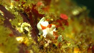 白のクマドリカエルアンコウの赤ちゃん Antennarius maculatus