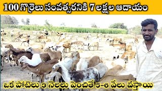 గొర్రెల పెంపకంలో యువరైతు అనుభవాలు || how to start sheep farm in Telugu #sheepfarming