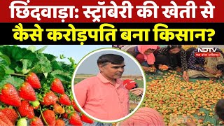 Chhindwara Strawberry Farming:स्ट्रॉबेरी की खेती से कैसे करोड़पति बना ये किसान? देखिए ये खास रिपोर्ट